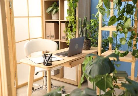 biophilic design home interiors Chandigarh indoor plants natural materials modern home